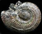 Pyritized Ammonite (Kosmoceras) Fossil - Russia #34606-1